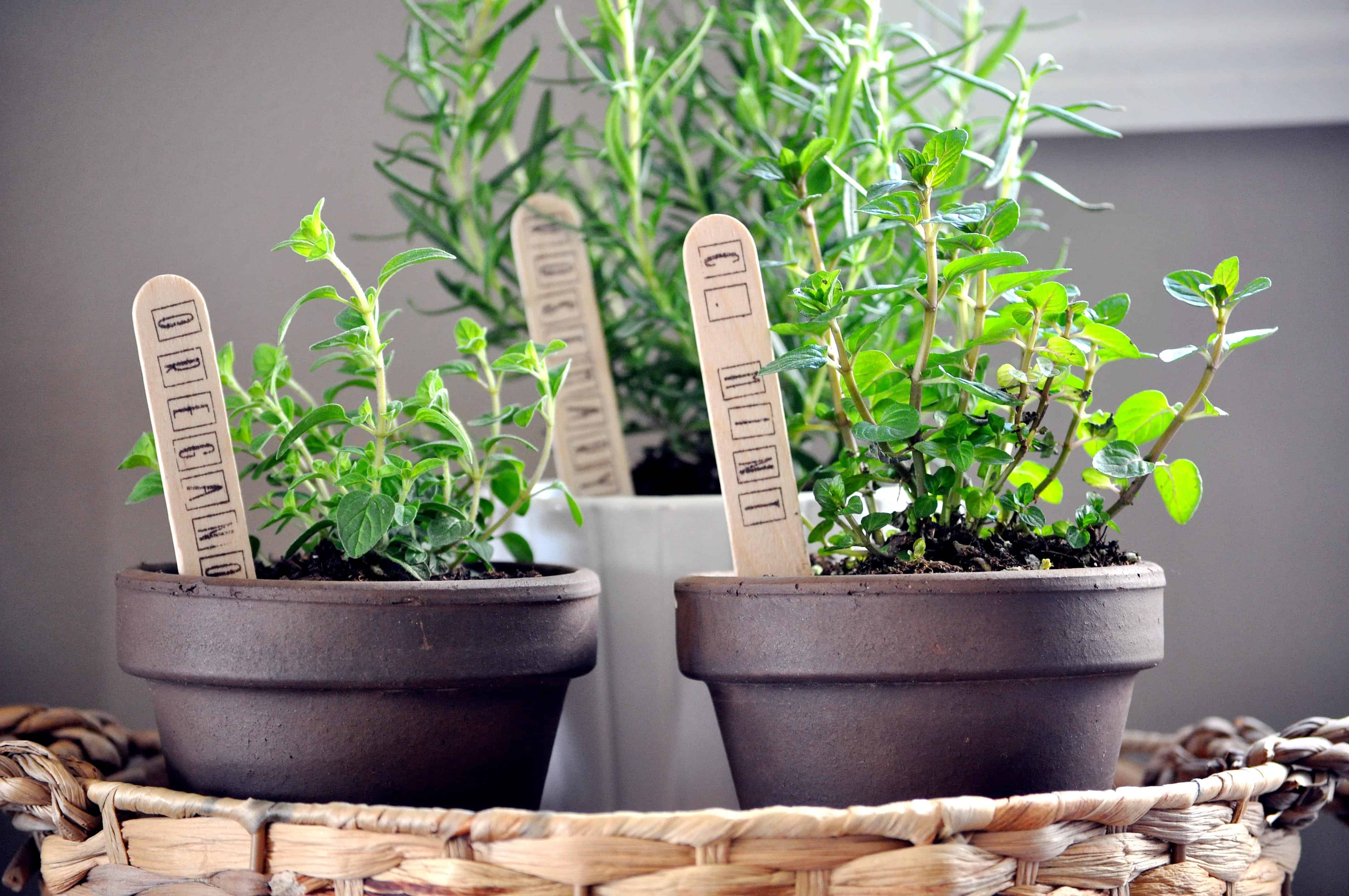 Indoor Herb Garden Little Glass Jar