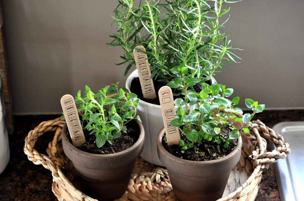 Indoor Herb Garden