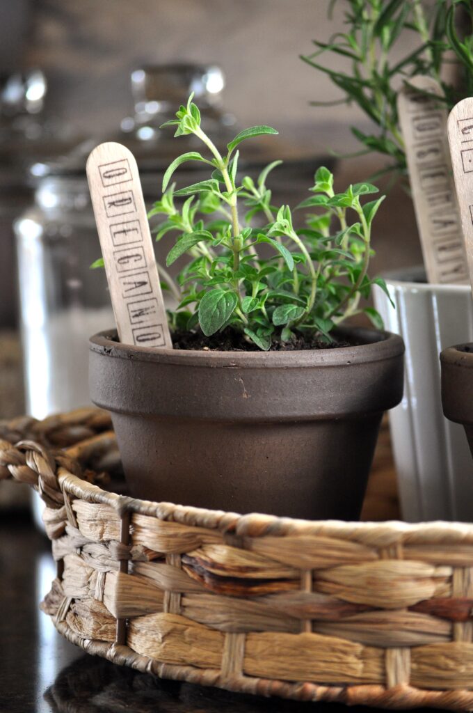 Indoor Herb Garden