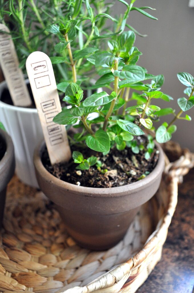 Indoor Herb Garden