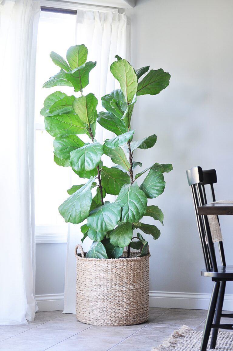 The Tale of the Fiddle Leaf Fig Tree Little Glass Jar
