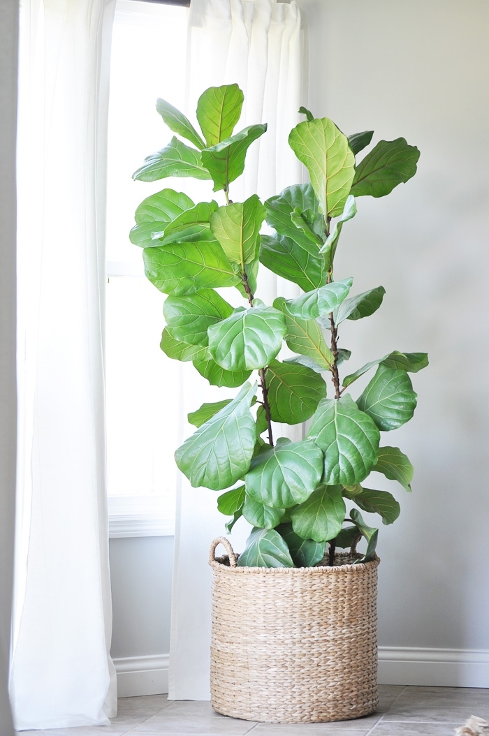 Fiddle Leaf FigTree