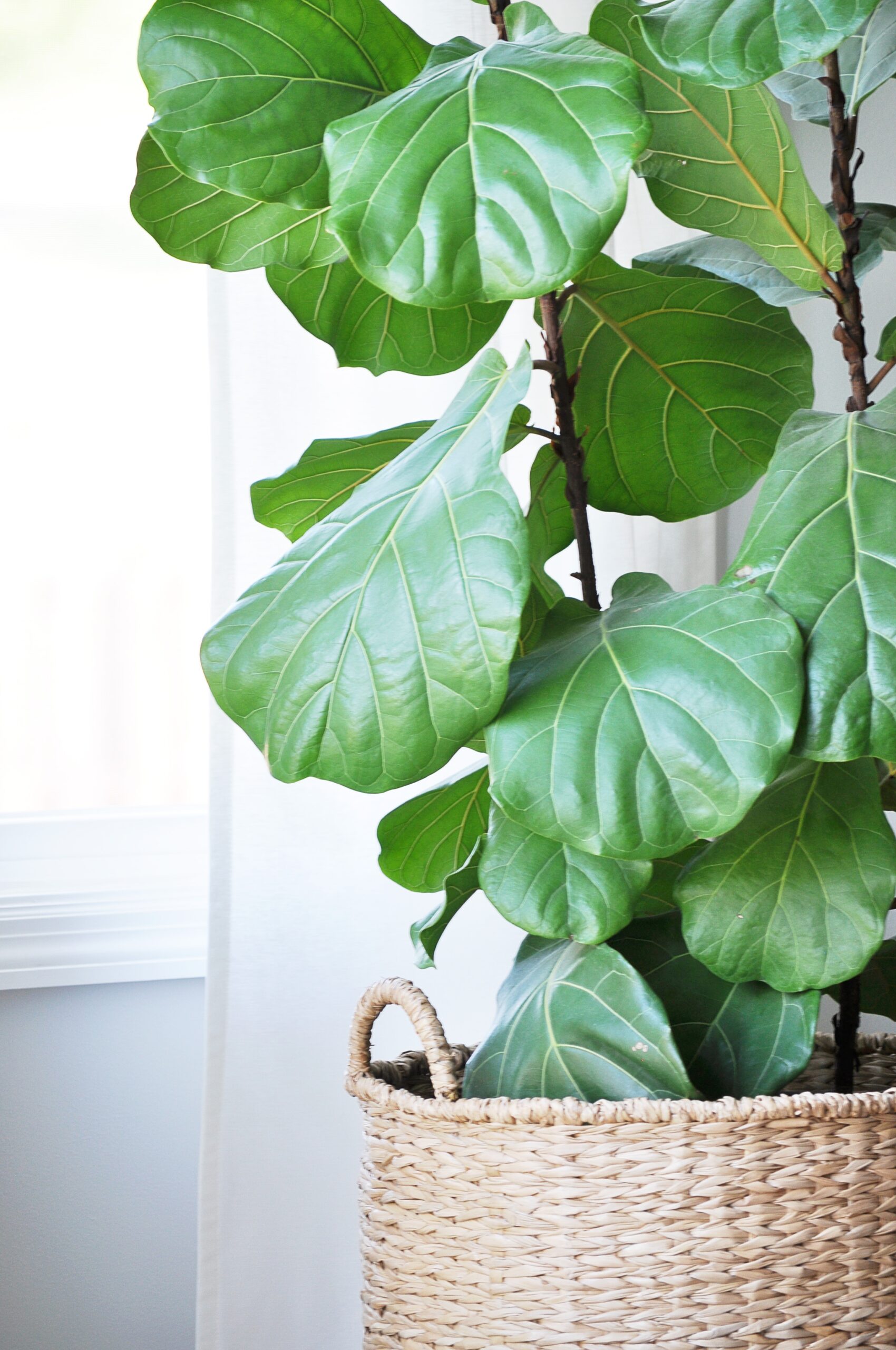 The Tale of the Fiddle Leaf Fig Tree