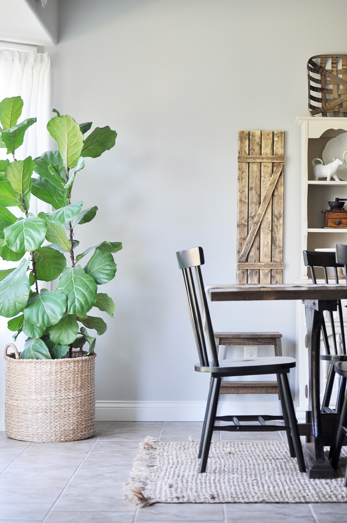 Fiddle Leaf FigTree