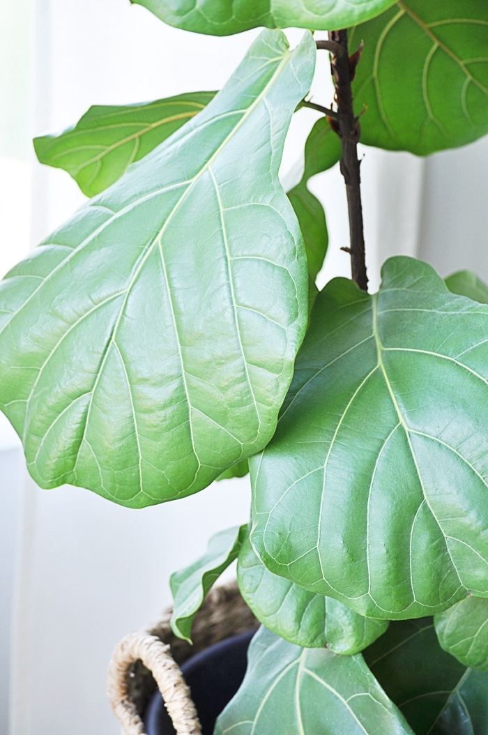 Fiddle Leaf FigTree