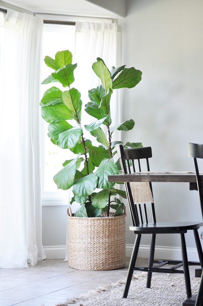 Fiddle Leaf FigTree